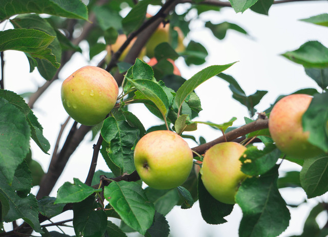 Ilustrasi usia tabulampot berbuah, foto: unsplash/Leonid