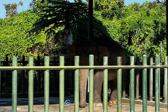Salah satu gajah di Bali Safari and Marine Park. Foto: Dok. Istimewa