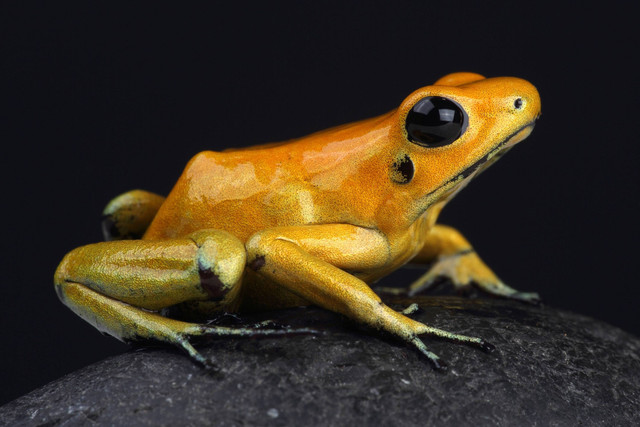 Ilustrasi katak. Foto: Shutterstock