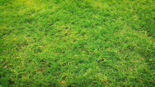 Ilustrasi Penyebab Rumput Jepang Kering dan Menguning. Foto: Digital Buggu/Pexels