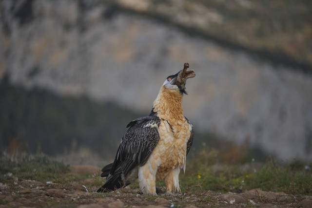 Ilustrasi burung nasar berjanggut. Foto: tomisframes/Shutterstock