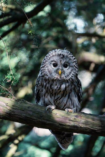 Burung hantu berkontribusi menjaga keseimbangan ekologis. Foto: https://www.pexels.com 