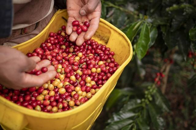 Ilustrasi petani kopi. Sumber : pixabay.com