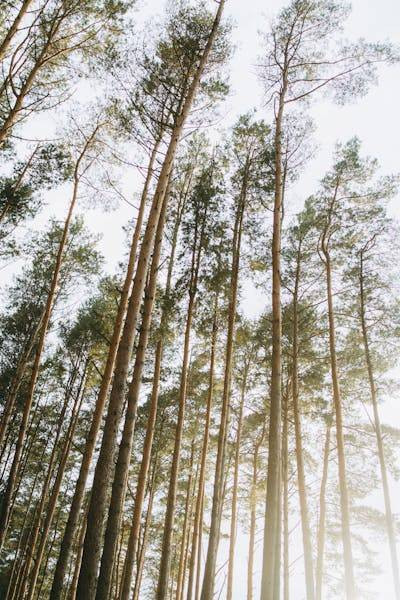 Sinar matahari dalam ekosistem yang terbuka mendukung keberlangsungan seluruh ekosistem termasuk pepohonan. Foto: ttps://www.pexels.com/ 