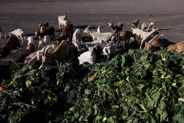 Hewan ternak memakan sayuran yang dikumpulkan oleh relawan untuk hewan ternak di daerah yang kekurangan air di Santiago, Chile. Foto: Ivan Alvarado / REUTERS