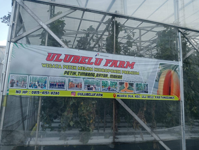 Tempat Kebun Melon Green House Milik Kelompok Pemuda Tani Ini Diketuai Oleh Ediyansyah
