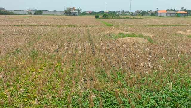 Ilustrasi pertanian (sumber: dokumen pribadi)