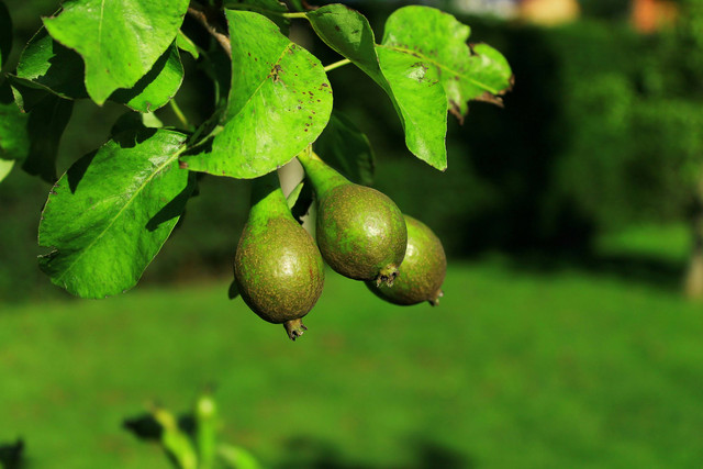 Ilustrasi Penyebab Daun Alpukat Rontok, Foto: Unsplash.com/Sarah Boertje