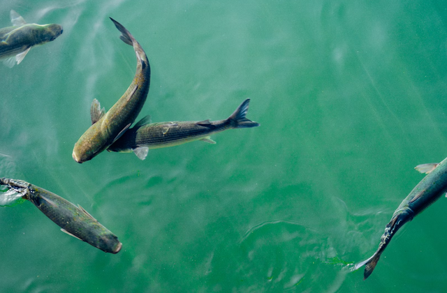 Ilustrasi Apakah Bioflok Perlu Sinar Matahari? | Sumber: Unsplash/Dan Gold