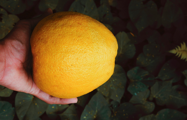 Ilustrasi Cara Cangkok Jeruk Bali, Pexels/Sameera Madusanka