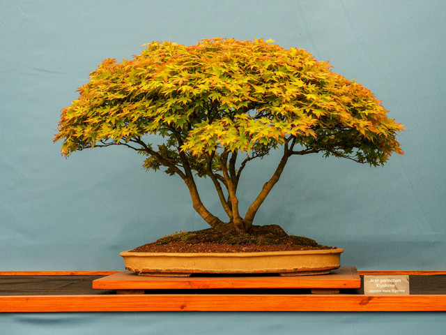 Ilustrasi kenapa bonsai bisa kerdil, foto: unsplash/Pauline Bernfeld