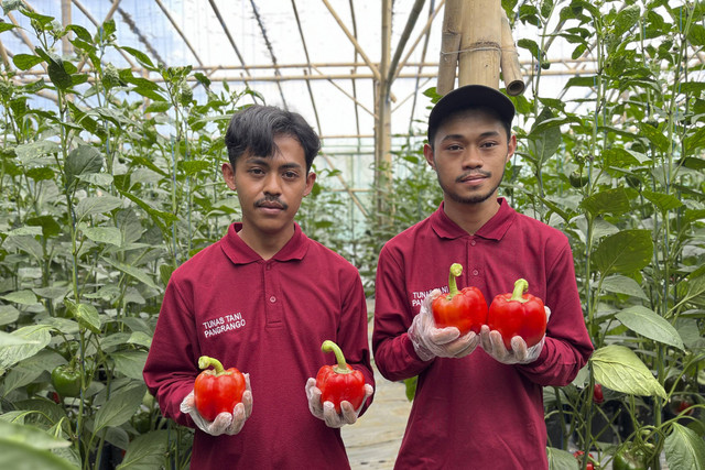 Petani Pangrango sedang memanen paprika. Foto: Ela Nurlaela/kumparan