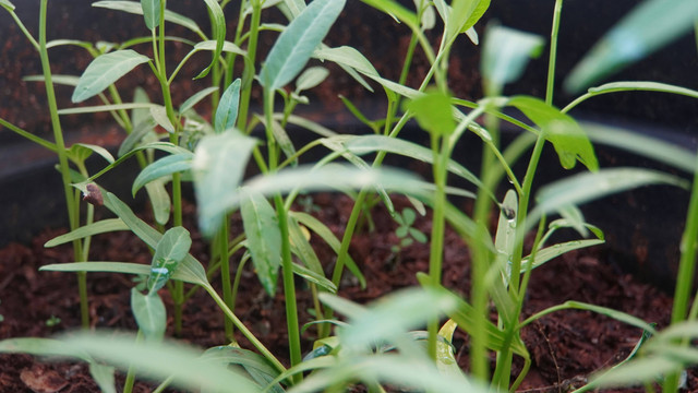 ilustrasi cara pemupukan kangkung. Unsplash/Rama Murtyza Erionadar