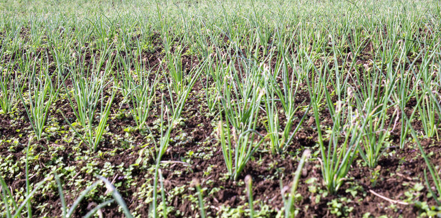 Ilustrasi Jarak Tanam Bawang Daun yang Benar agar Tumbuh dengan Baik, Unsplash/Bartolomeus Rumahorbo