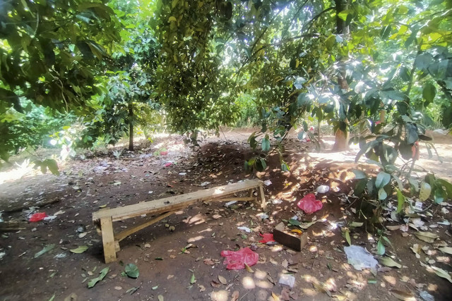 Kebun Manggis yang sering dijadikan Gunawan 'SadBor' untuk live TikTok. Foto: Dok. Istimewa
