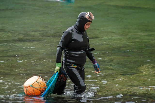 Penyelam wanita tradisional di Pulau Jeju, juga disebut Haenyeo. Foto: Shutterstock