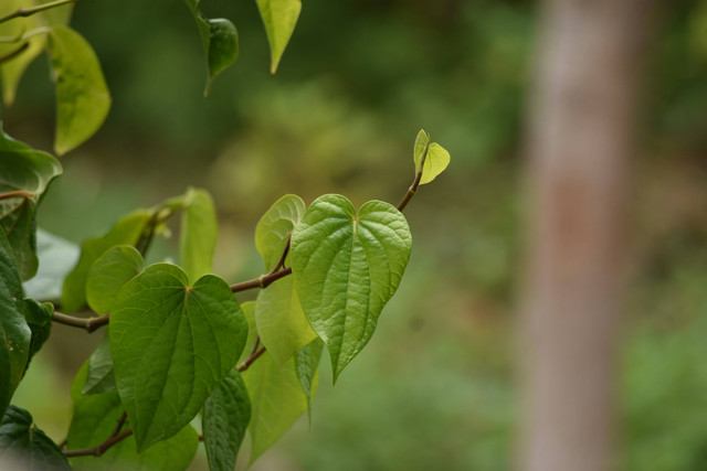 Ilustrasi tips menanam sirih dalam pot, Unsplash/Vetrivel Viswanathar