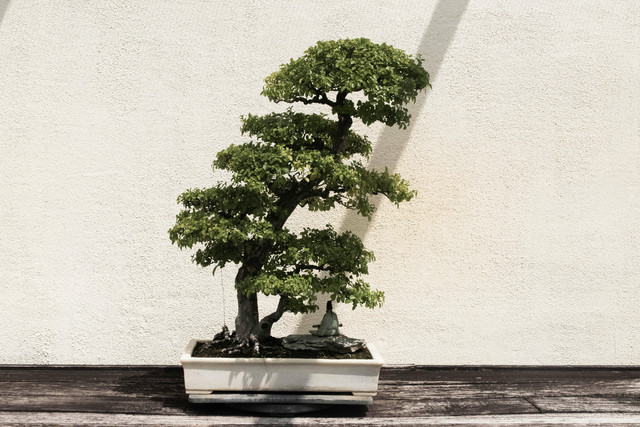 Ilustrasi Cara Memindahkan Bonsai ke Pot Baru,Foto:Pexels/David Yu