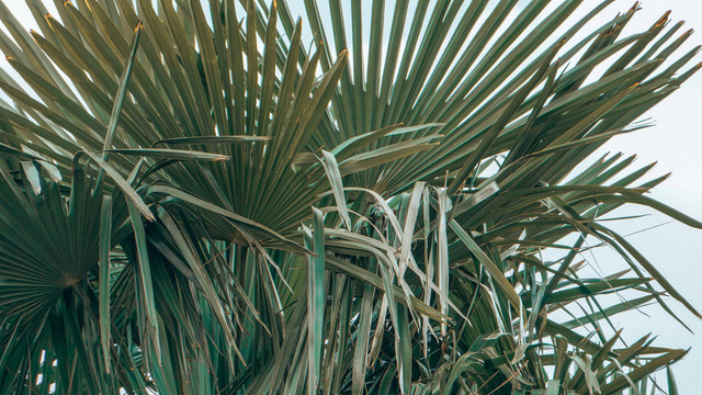 Ilustrasi cara pruning sawit yang benar. Pexels/Leon Kohle.