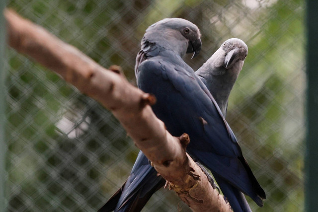 Dua burung macaw Spix bernama Orlando dan Rogerio terlihat di Kebun Binatang Sao Paulo, Brasil, Selasa (12/11/2024). Foto: Carla Carniel/REUTERS