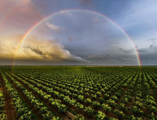 Ilustrasi Cara Membasmi Hama Tanaman Pangan dengan Cepat, Unsplash/Casey Horner