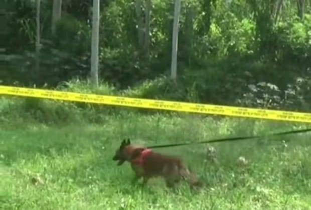Polisi menerjunkan anjing pelacak untuk memburu pembunuh siswi MI di Banyuwangi
Foto: Dok. Istimewa