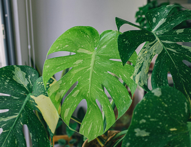 Ilustrasi apakah Philodendron bisa hidup di air. Pexels/Huy Phan.
