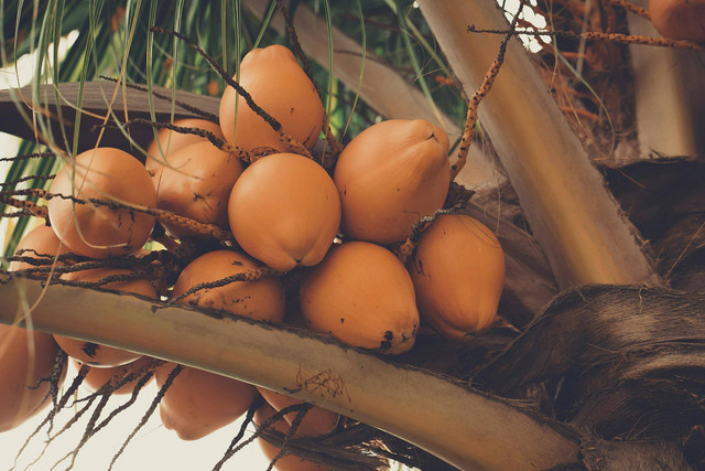 Ilustrasi Kenapa Tunas Kelapa Dijadikan Lambang Pramuka. Sumber: pexels/ Craig Adderley