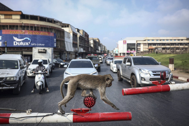 Ilustrasi monyet di Thailand. Foto: Chalinee Thirasupa/REUTERS