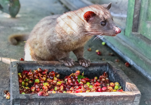 Ilustrasi Kopi Luwak. Foto: Shutterstock
