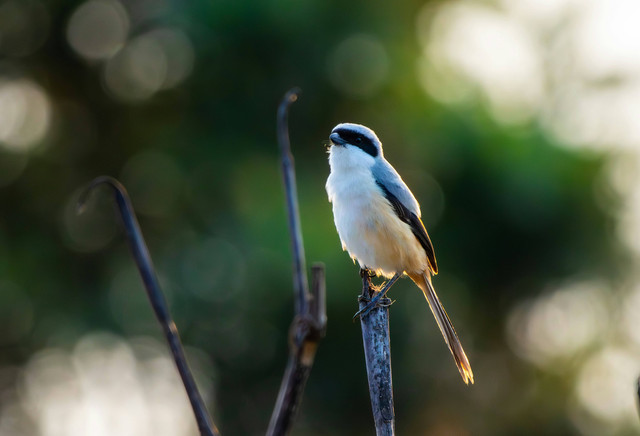 Ilustrasi Cara menjinakkan cendet giras. Unsplash/Saiteja Varma