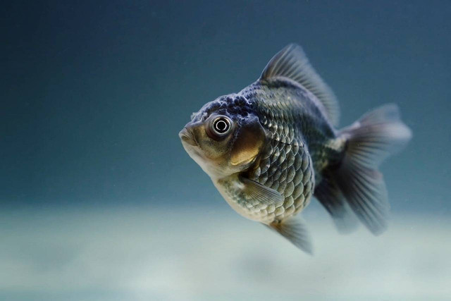 Ilustrasi cara menebar bibit ikan nila, Foto: Pixabay/Rethinktwice