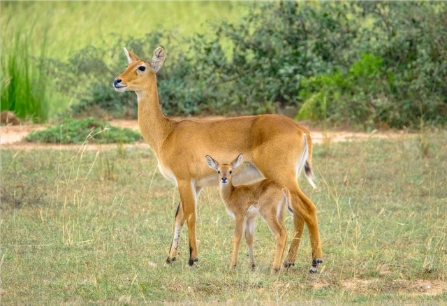 Dongeng Anak Si Kancil (Sumber : Freepik, wirestock) 