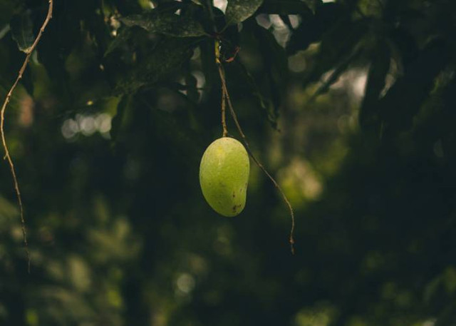 Ilustrasi penyebab bunga mangga tidak jadi buah, Unsplash/Julian Morenz