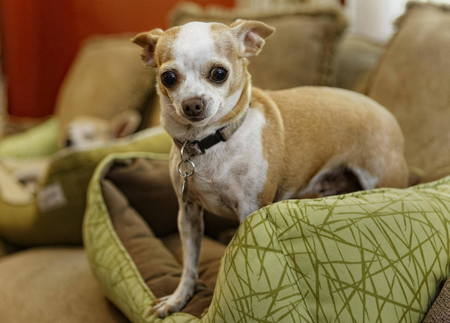 Ilustrasi Apakah Chihuahua Setia,Foto: Pexels/David Levinson