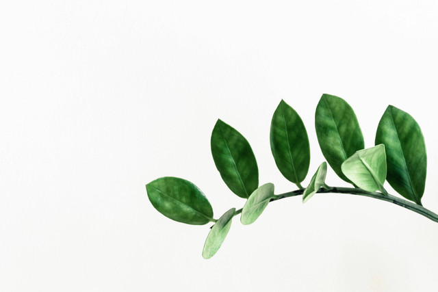 Ilustrasi Daun keriting kekurangan unsur apa. Unsplash.com/Pawel-Czerwinski