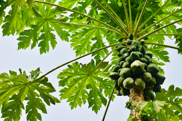 Ilustrasi Penyebab bunga pepaya rontok. Foto: Pexels.com/BLAXTAR ESSENTIALS