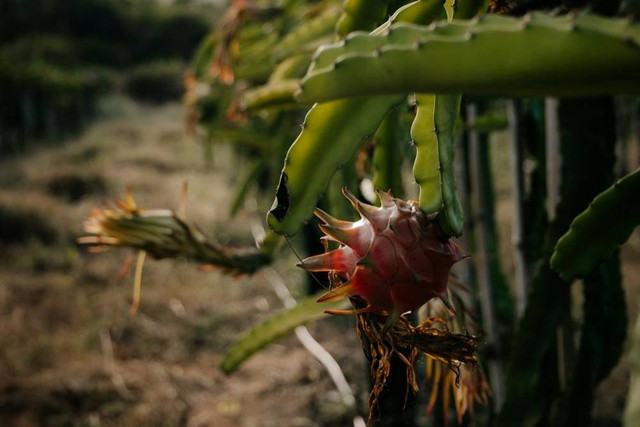 Ilustrasi penyebab bunga buah naga busuk. Foto: Pexels.com/ROMAN ODINTSOV