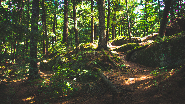Hutan. Foto: canva
