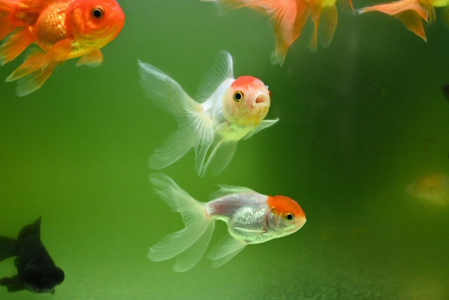 Ilustrasi penyebab busuk insang pada koki, foto: unsplash/shuvrodeep dutta