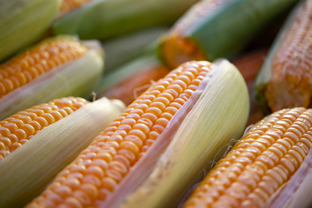 Ilustrasi penyebab busuk batang pada jagung, foto: unsplash/Wouter Supardi Salari