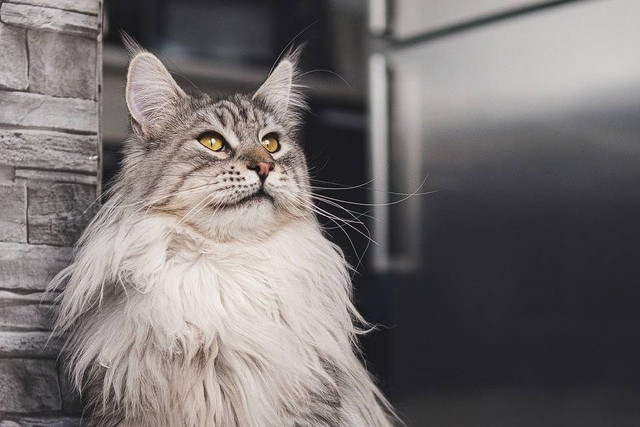 Ilustrasi cara penjagaan Maine Coon. Pixabay/Mieze Kieze.