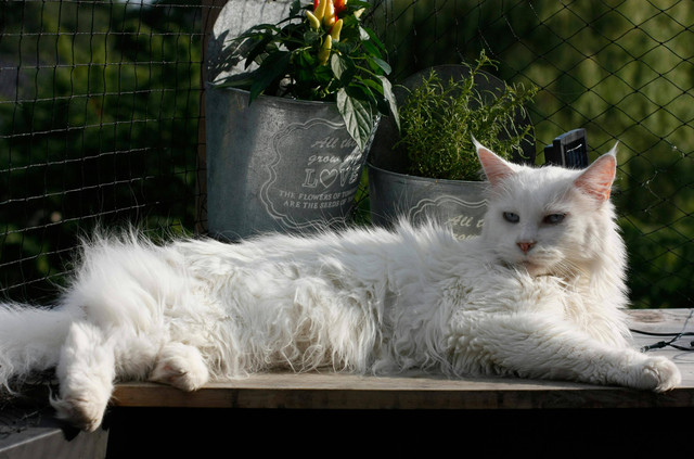 Ilustrasi Cara agar Kucing Maine Coon Tumbuh Besar, Foto: Pexels/Manuela Kohl