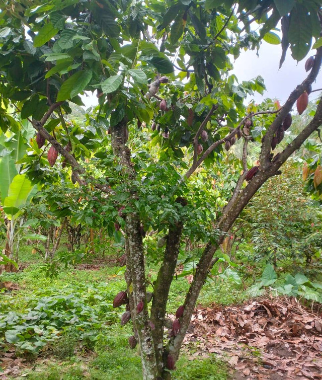 Pohon kakao Kabupaten Lombok Utara (Sumber: Foto Pribadi)