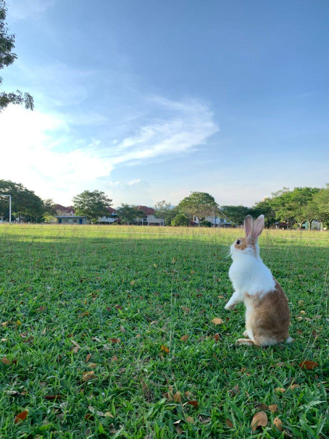 Hewan kesayangan saya. Sumber: Gambar, koleksi diri sendiri.