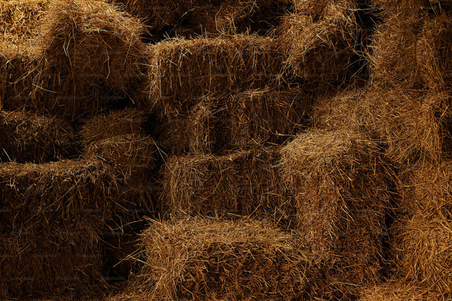 Ilustrasi Cara Fermentasi Jerami, Foto:Unsplash/Natalia Blauth