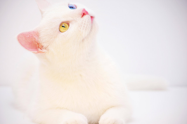 Ilustrasi Sifat Kucing Odd Eye, Foto: Pexels/Diana ✨