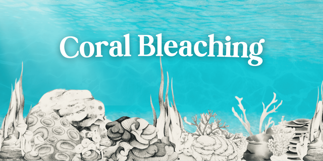 Ilustrasi pribadi : coral bleaching atau pemutihan karang. 