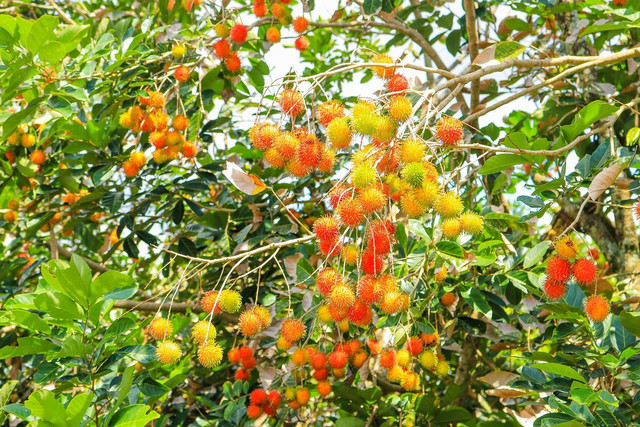 https://pixabay.com/id/photos/buah-rambutan-segar-2644692/
