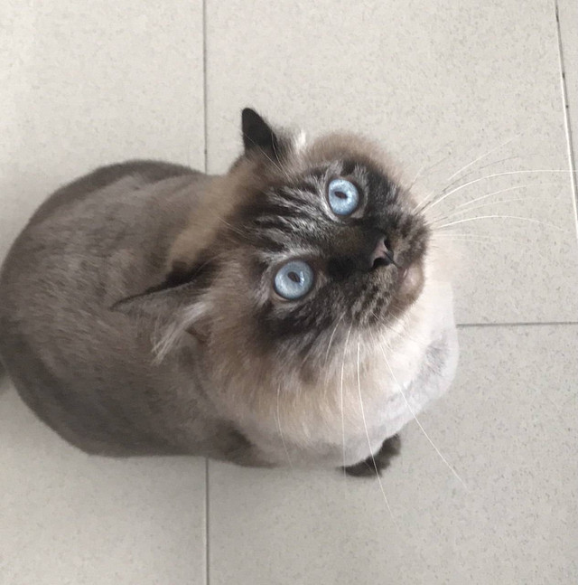 A blue-eyed cat is one of the pet patients sent to the animal hospital on that day.